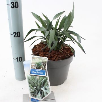 Dianella BLUE STREAM