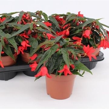 Begonia WATERFALL DREAMS ENCANTO RED