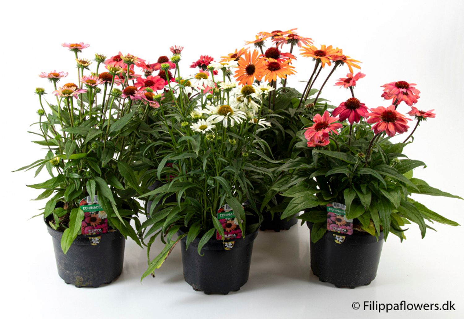 Echinacea MIX — Plant Wholesale FlorAccess