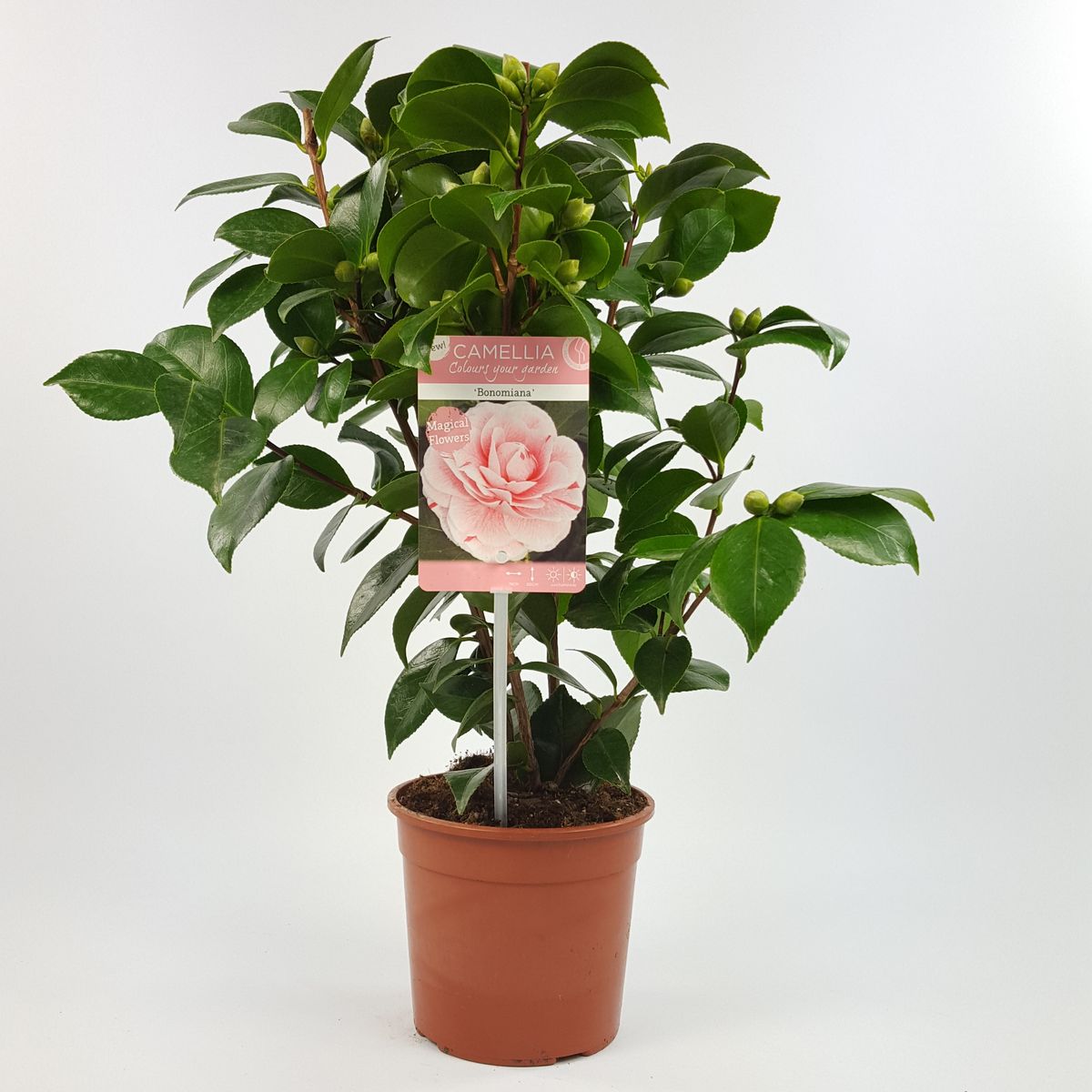 Camellia japonica 'Bonomiana' — Plant Wholesale FlorAccess