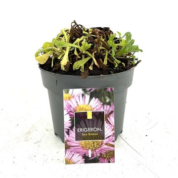 Erigeron glaucus 'Sea Breeze'