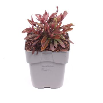 Gaura lindheimeri 'Tutti Frutti'