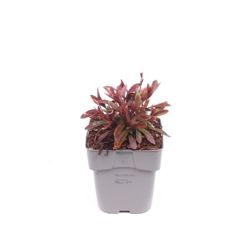 Gaura lindheimeri 'Tutti Frutti'