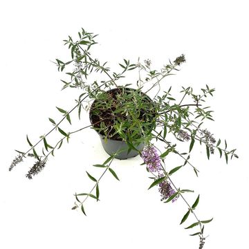 Buddleja FREE PETITE LAVENDER FLOW
