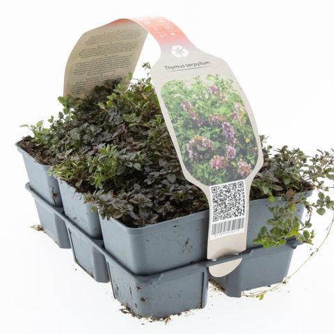 Thymus serpyllum