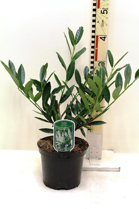 Prunus laurocerasus 'Otto Luyken'