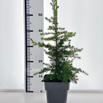 Picea abies 'Little Norman'