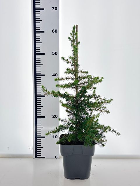 Picea abies 'Little Norman'