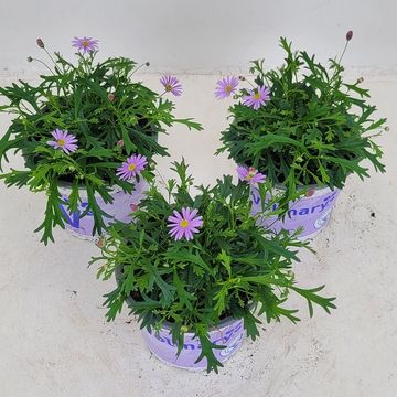 Brachyscome multifida 'Dark Mauve Delight'