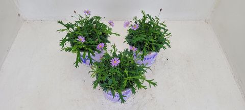 Brachyscome multifida 'Dark Mauve Delight'