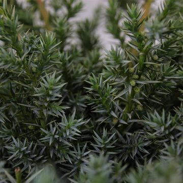 Juniperus chinensis 'Blue Alps'