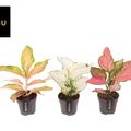Aglaonema MIX