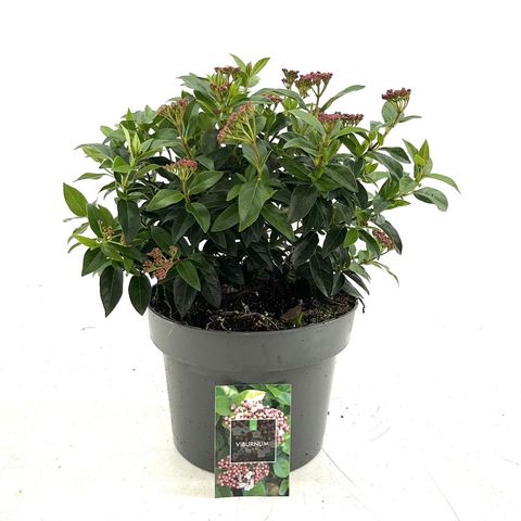 Viburnum tinus 'Eve Price'