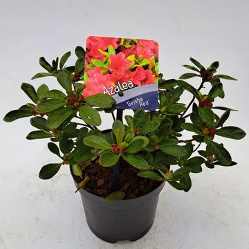 Rhododendron GEISHA RED (AJ)