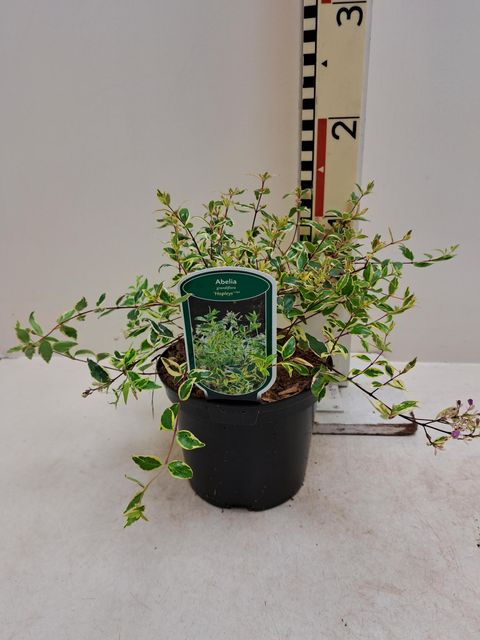 Abelia x grandiflora 'Хоплейс'