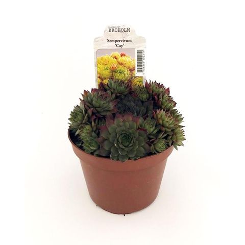 Sempervivum 'Cay'