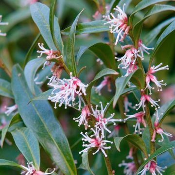 Sarcococca hookeriana 'Purple Stem'