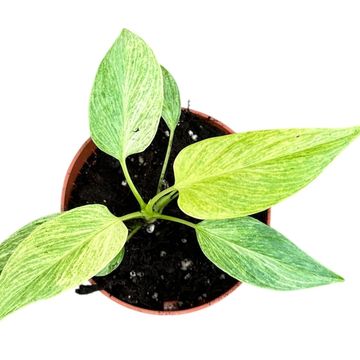 Homalomena sulcata 'Cream Frost'