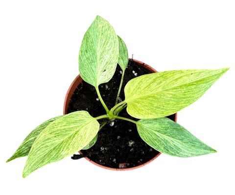 Homalomena sulcata 'Cream Frost'