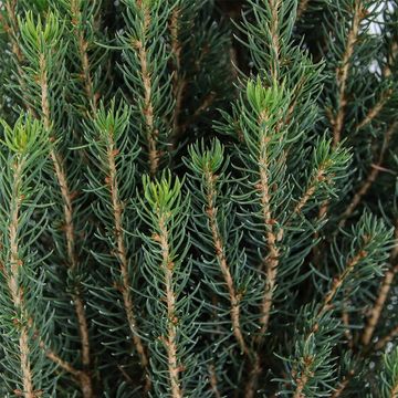 Picea glauca 'Zuckerhut'