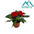 Impatiens COLORPOWER FIRE