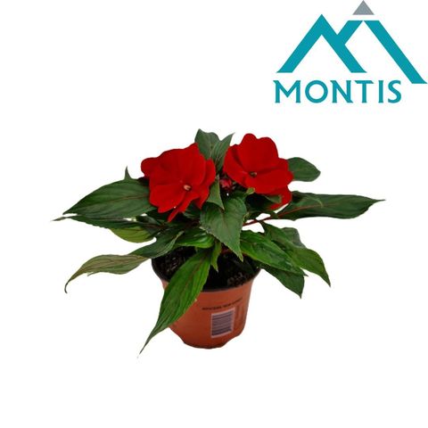 Impatiens COLORPOWER FIRE