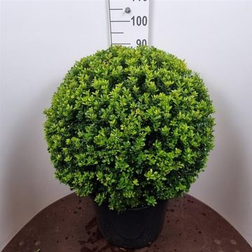 Ilex crenata 'Maxima'