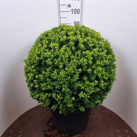 Ilex crenata 'Maxima'
