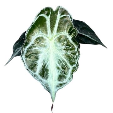 Alocasia 'Venom'