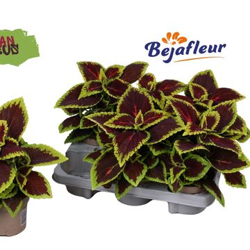 Plectranthus scutellarioides MAIN STREET ALLIGATOR ALLEY