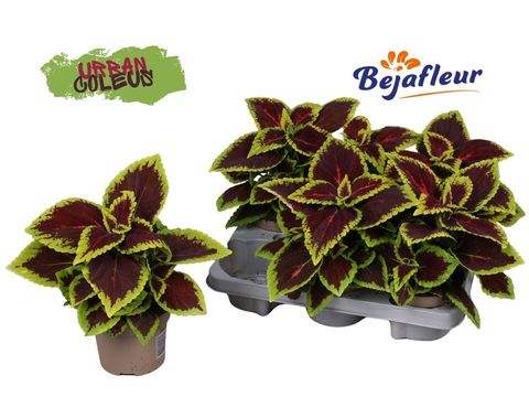 Plectranthus scutellarioides MAIN STREET ALLIGATOR ALLEY