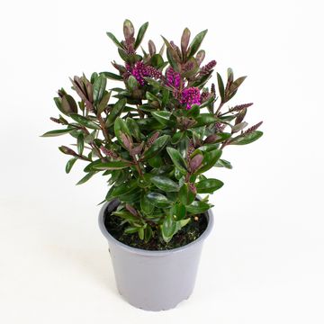 Hebe 'Horopito'