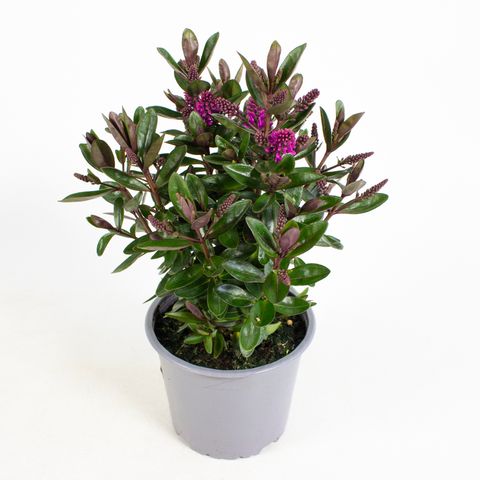Hebe 'Horopito'
