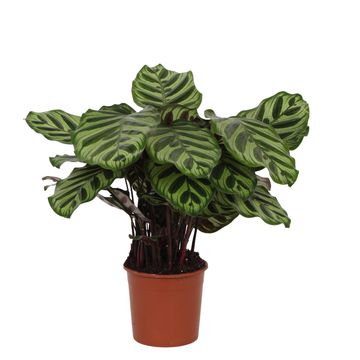 Calathea makoyana