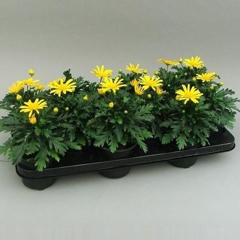 Euryops chrysanthemoides 'Sonnenschein'