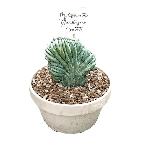 Myrtillocactus geometrizans cristata