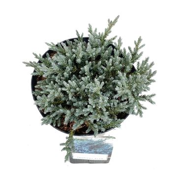 Juniperus squamata 'Tropical Blue'