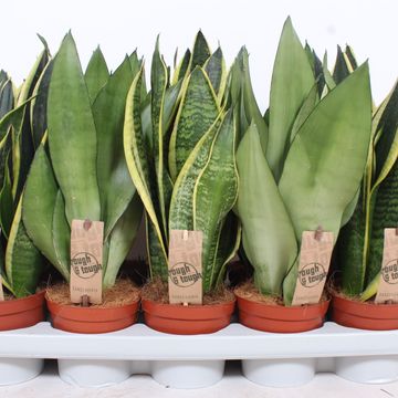 Sansevieria MIX