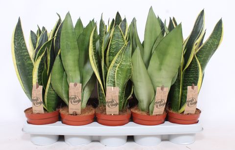 Sansevieria MIX