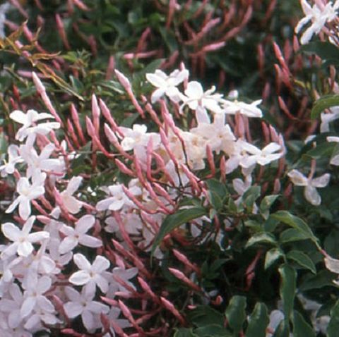 Jasminum polyanthum
