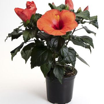 Hibiscus rosa-sinensis 'Adonicus Orange'