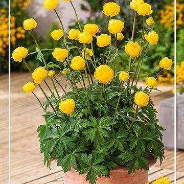 Trollius MIX