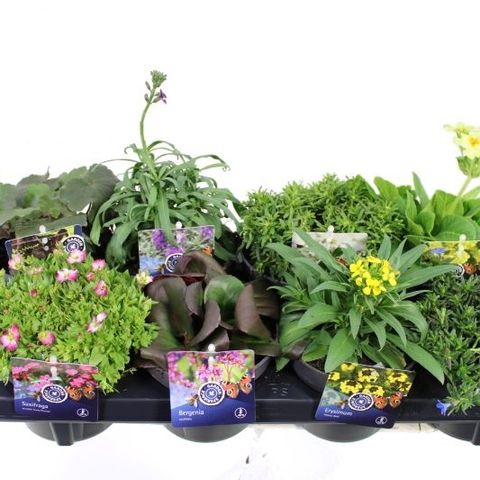 Vaste planten MIX — Groothandel planten FlorAccess