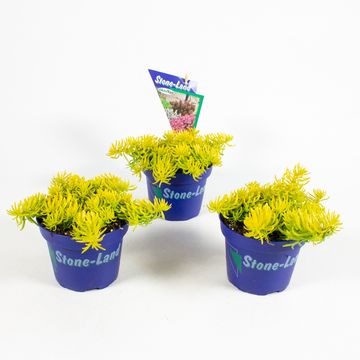 Sedum reflexum 'Angelina'