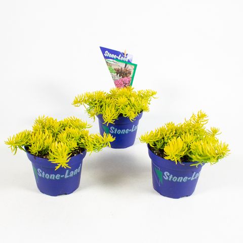 Sedum reflexum 'Angelina'