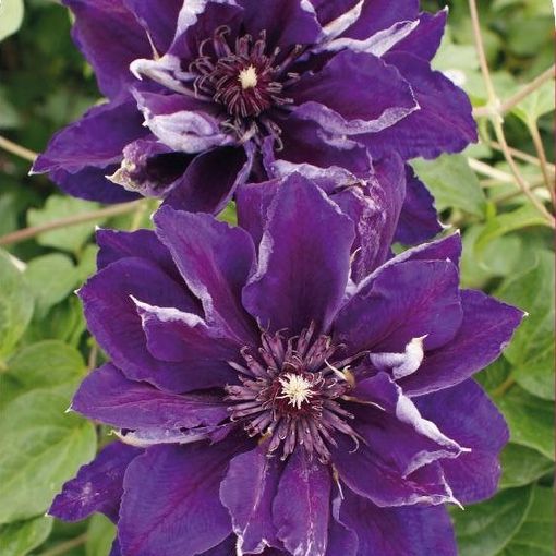 Clematis 'Shin-shigyoku' (EL)