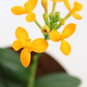 Epidendrum