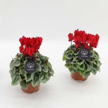 Cyclamen persicum HALIOS SELECT RED SILVERLEAF