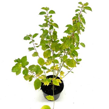 Cornus sanguinea 'Anny's Winter Orange'