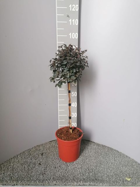 Loropetalum chinense 'Fede'